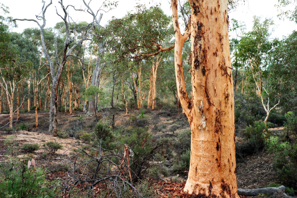 Wandoo Forest Western Australia