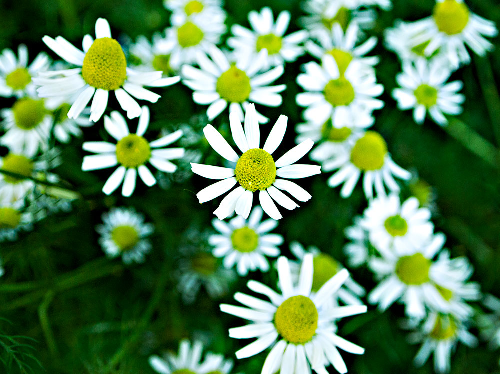 Osteospermums the one flower that our marsupial friends won't eat!