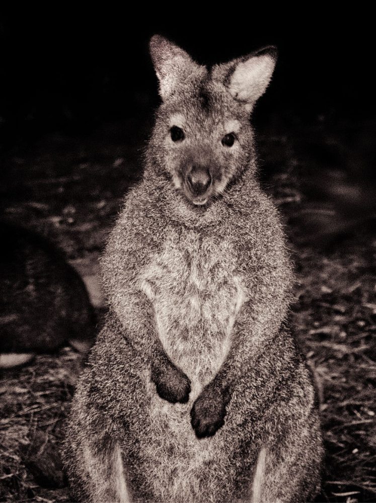 A Bennetts wallaby happy to pose for a quick snap no model release required!