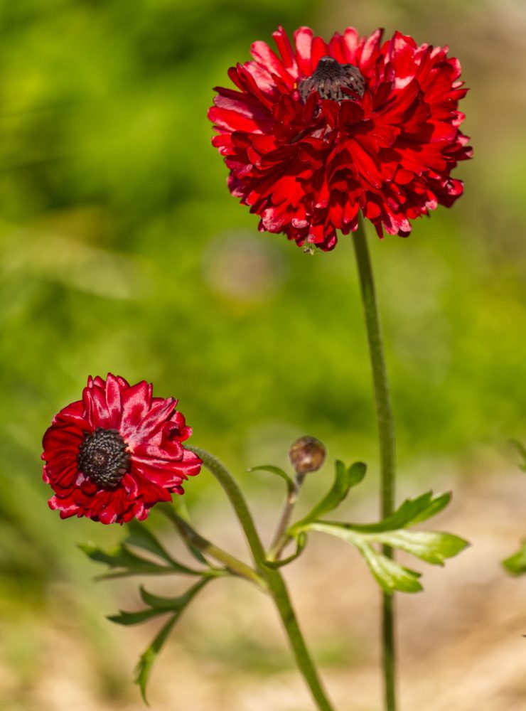 Renunculus have been grown and cross bred to produce a huge variety of colours