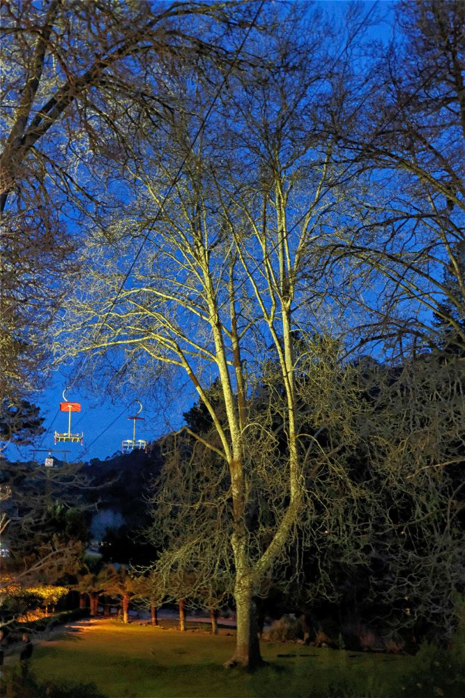 A gigantic Plane tree that was savagely pruned to accomodate the longest chair lift in the southern hemisphere 