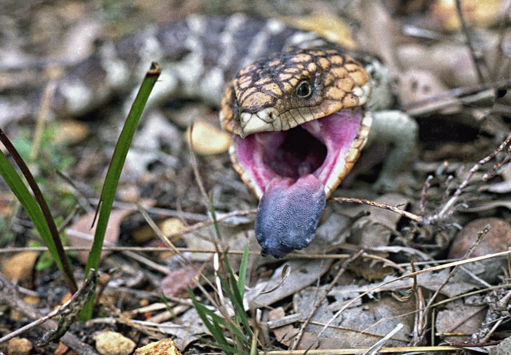 A Blue Tongue Shingle back or Bob Tail skink