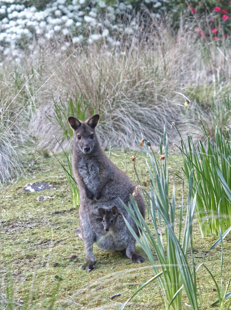 We've met before wallabies seem to be very much creatures of habit