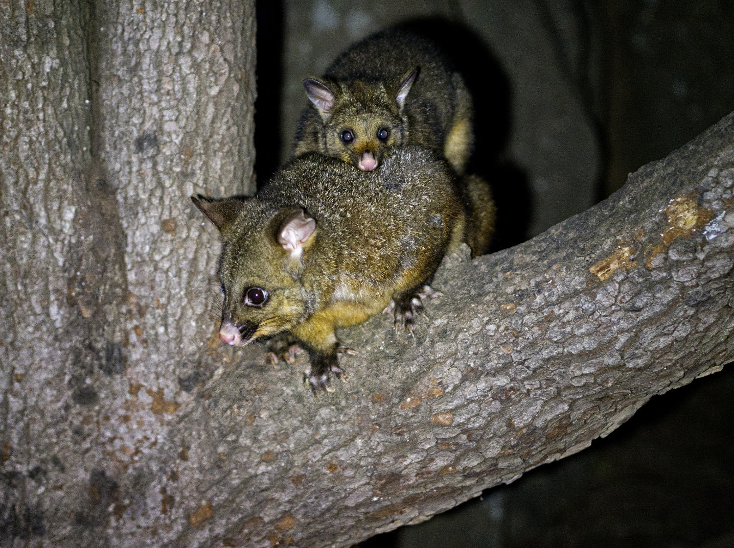 A mother possum and Joey 